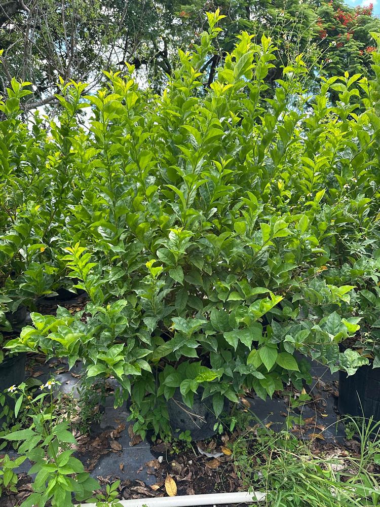 brunfelsia-calycina-yesterday-today-and-tomorrow