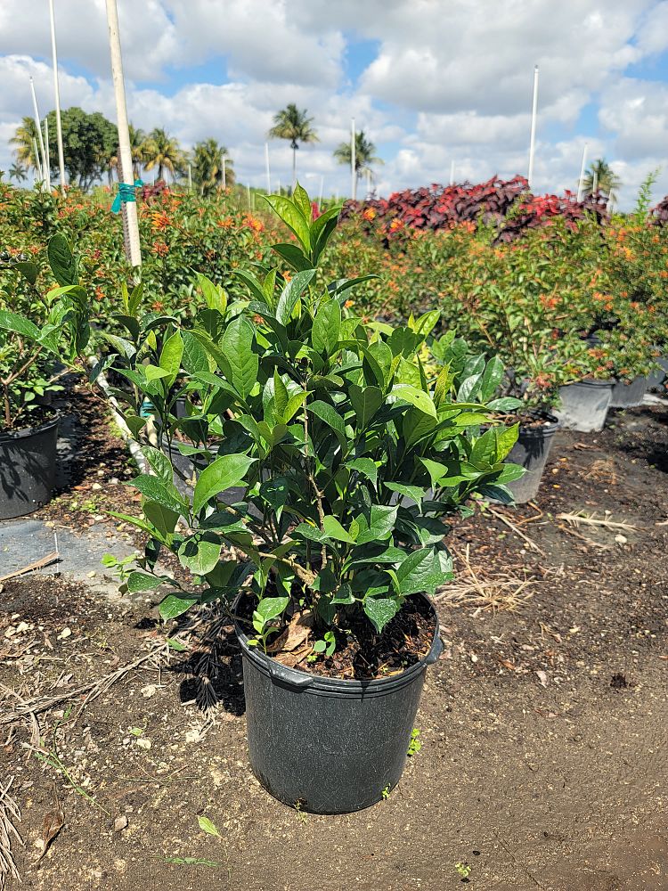 brunfelsia-calycina-yesterday-today-and-tomorrow