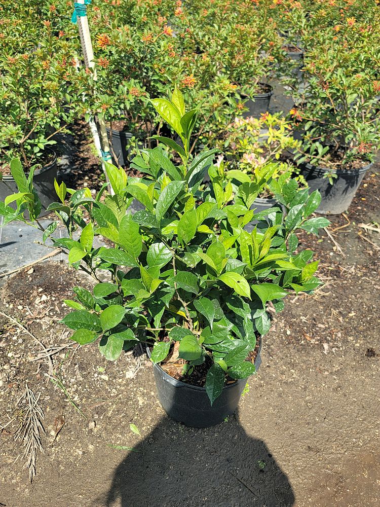 brunfelsia-calycina-yesterday-today-and-tomorrow