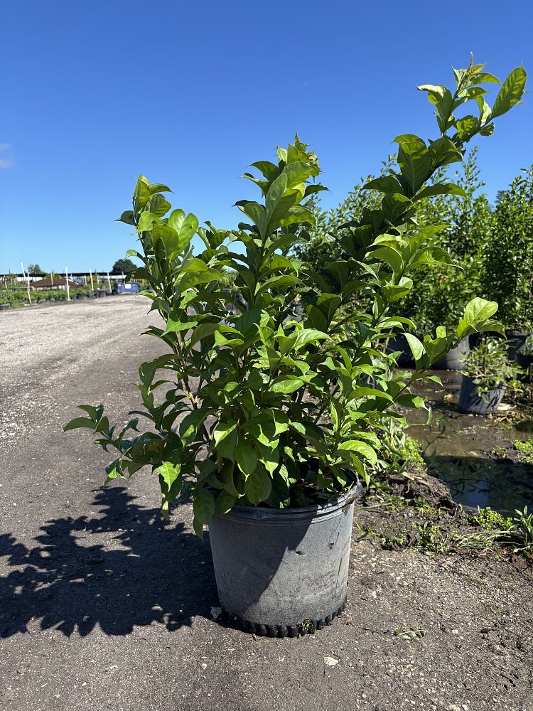 brunfelsia-calycina-yesterday-today-and-tomorrow