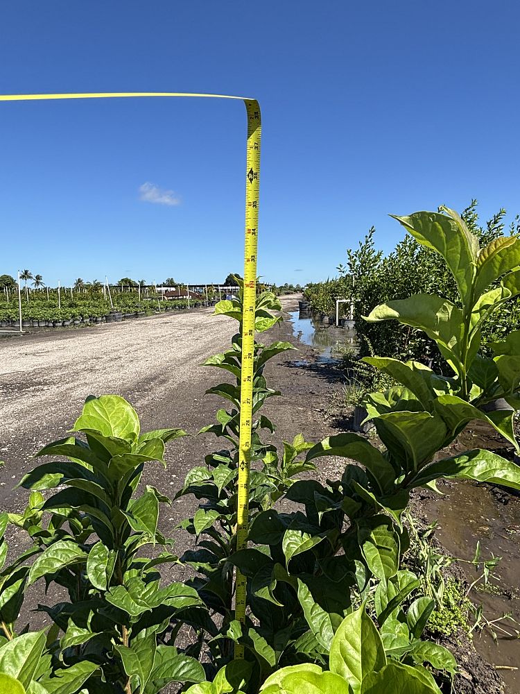 brunfelsia-calycina-yesterday-today-and-tomorrow