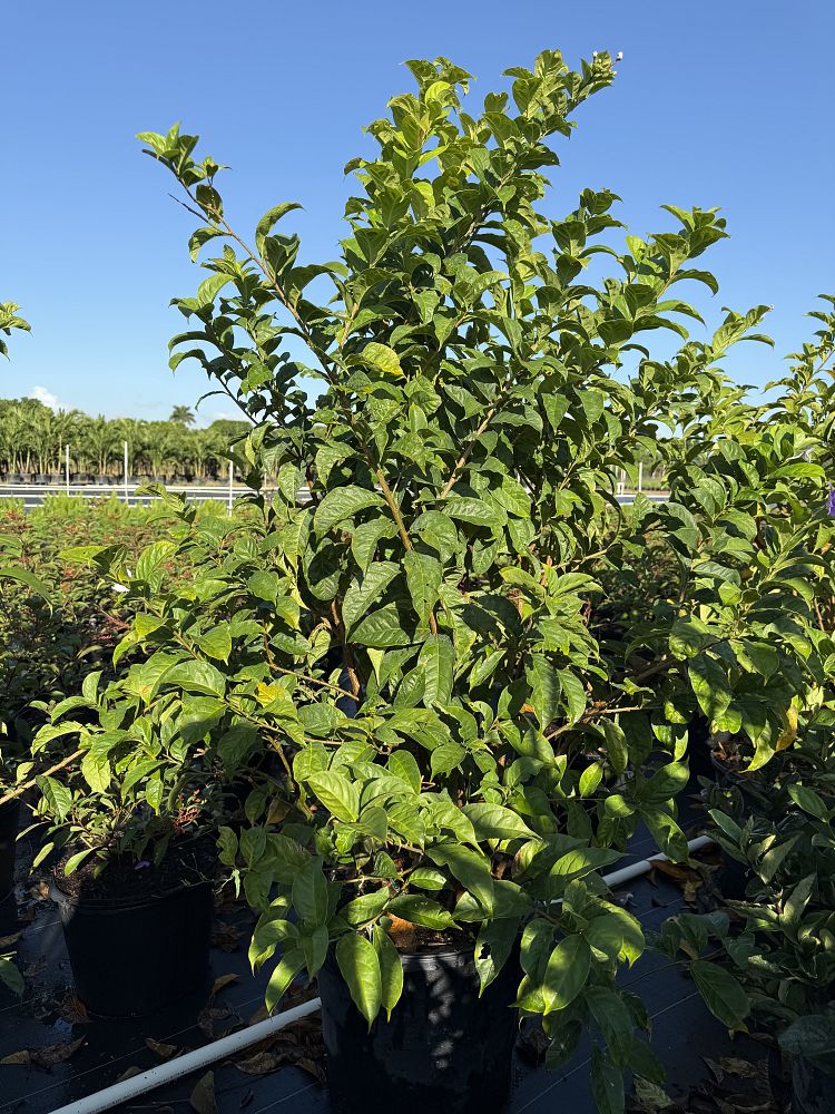 brunfelsia-calycina-yesterday-today-and-tomorrow