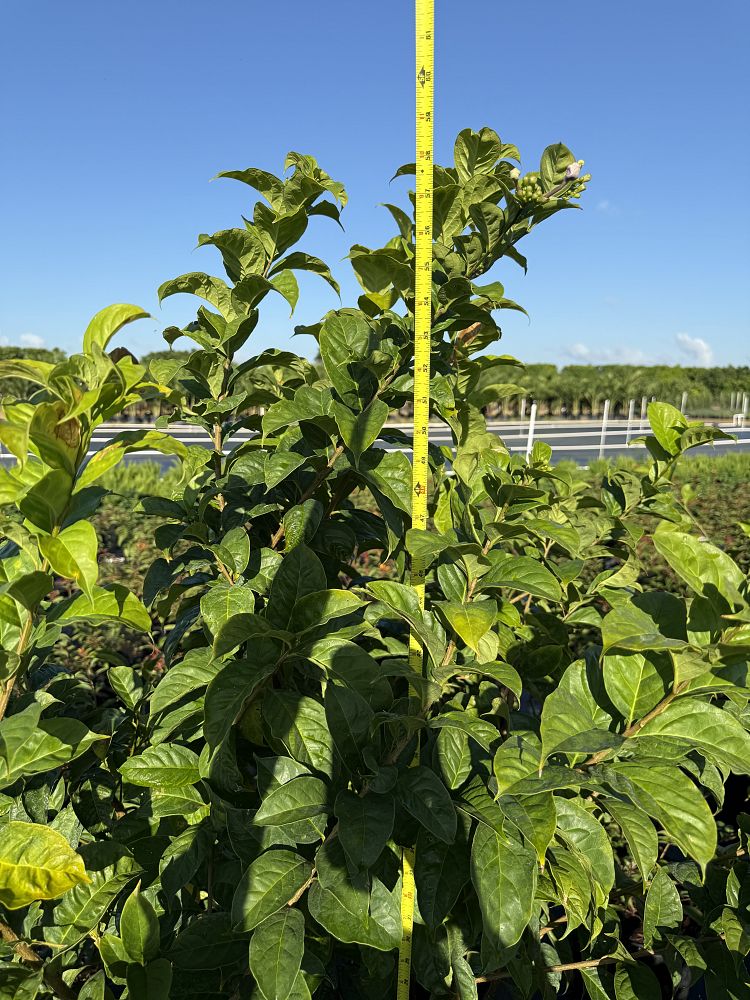 brunfelsia-calycina-yesterday-today-and-tomorrow