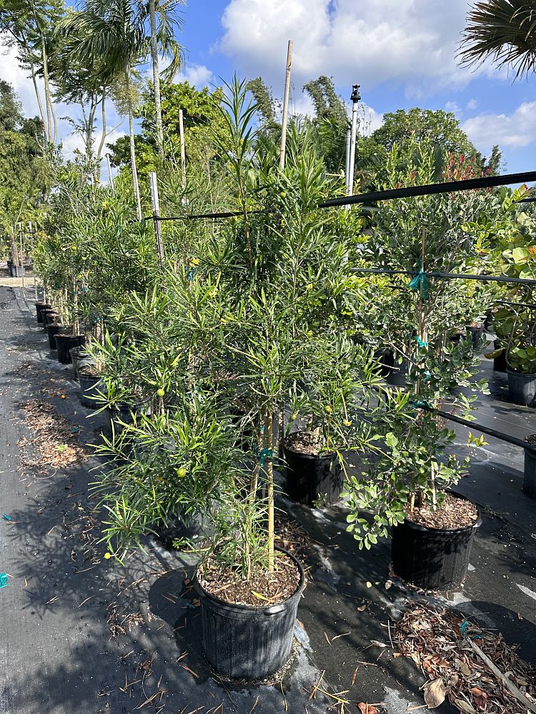 brunfelsia-densifolia-serpentine-rain-tree