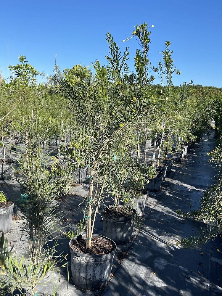 brunfelsia-densifolia-serpentine-rain-tree