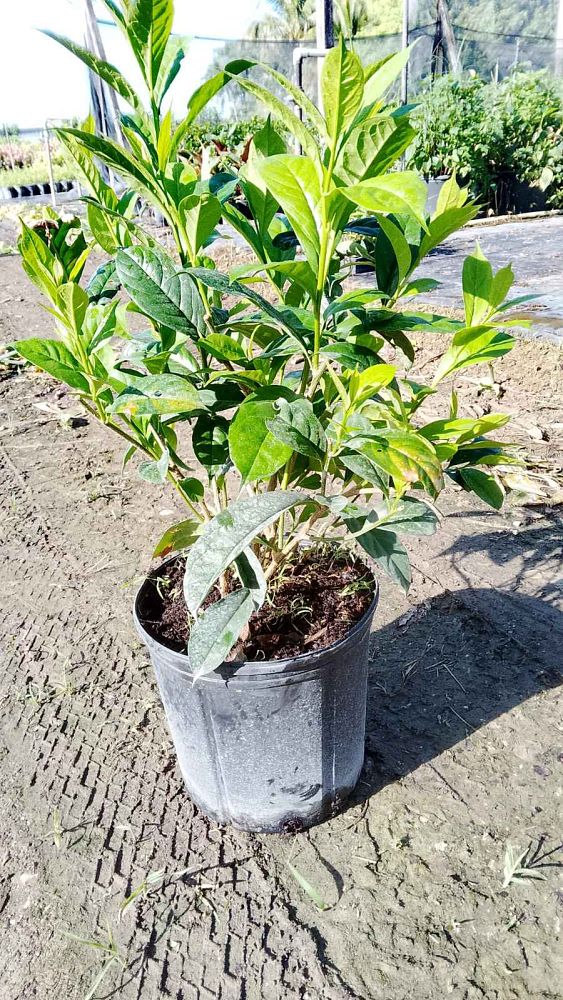 brunfelsia-grandiflora-compacta-yesterday-today-tomorrow