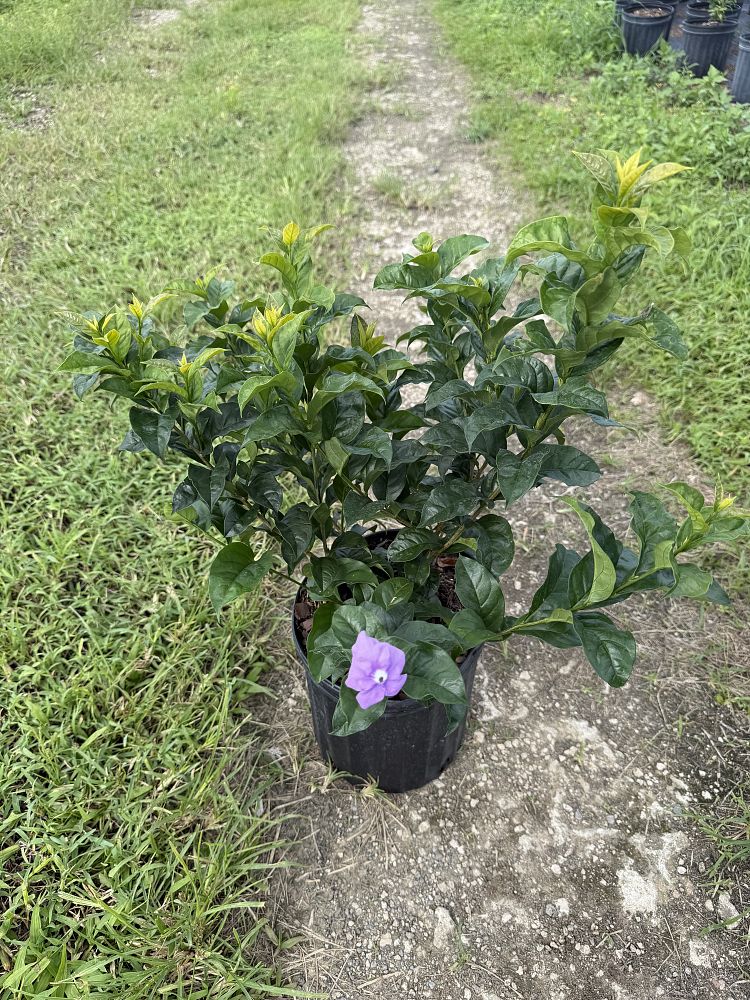 brunfelsia-grandiflora-compacta-yesterday-today-tomorrow