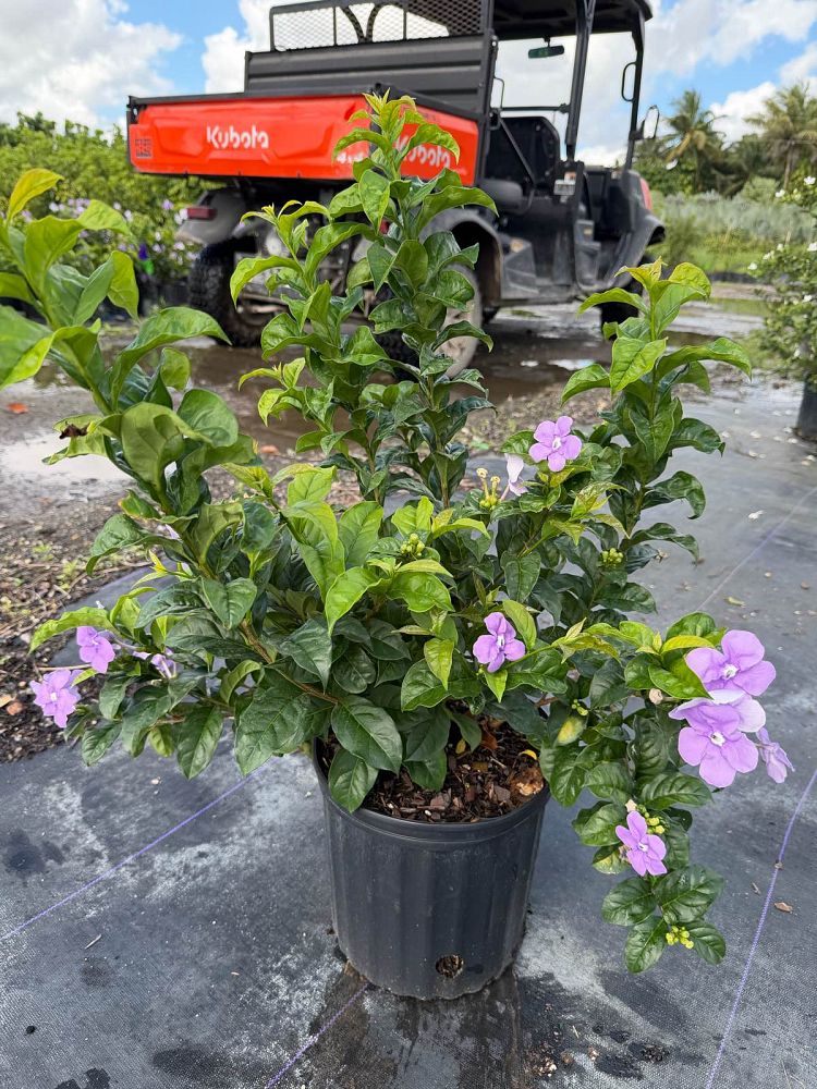 brunfelsia-grandiflora-compacta-yesterday-today-tomorrow