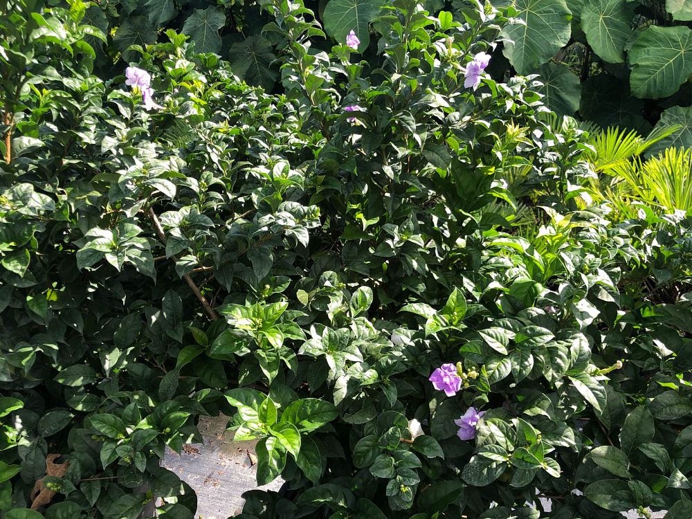 brunfelsia-grandiflora-yesterday-today-tomorrow