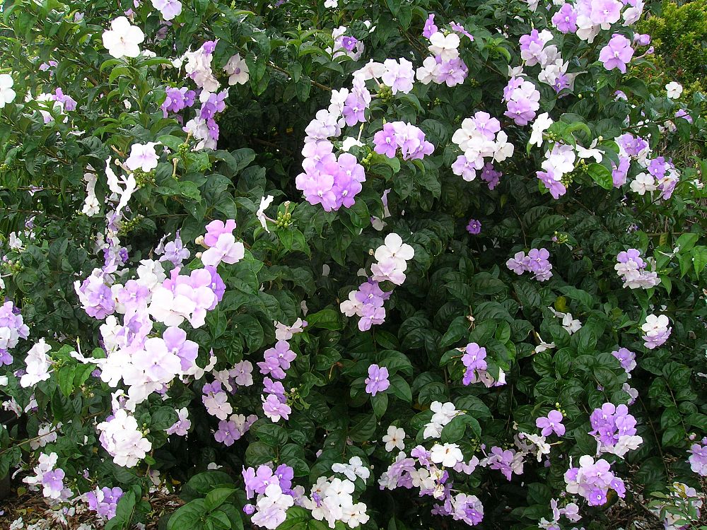 brunfelsia-grandiflora-yesterday-today-tomorrow