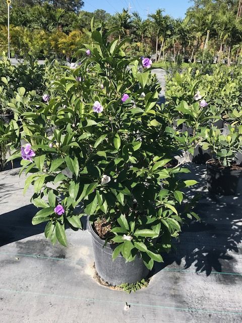brunfelsia-grandiflora-yesterday-today-tomorrow