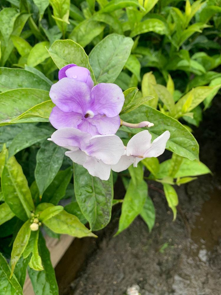 brunfelsia-grandiflora-yesterday-today-tomorrow