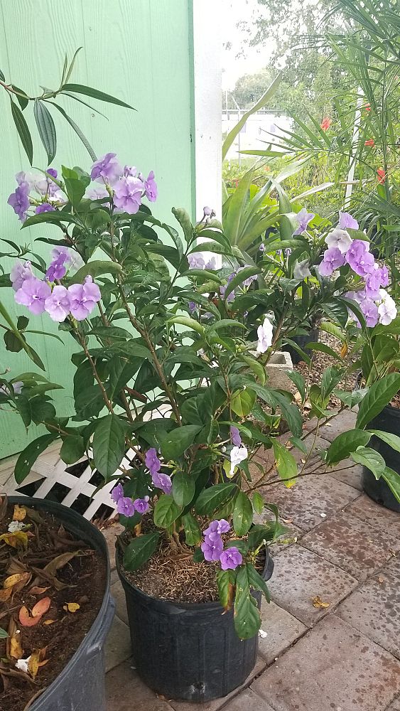 brunfelsia-grandiflora-yesterday-today-tomorrow