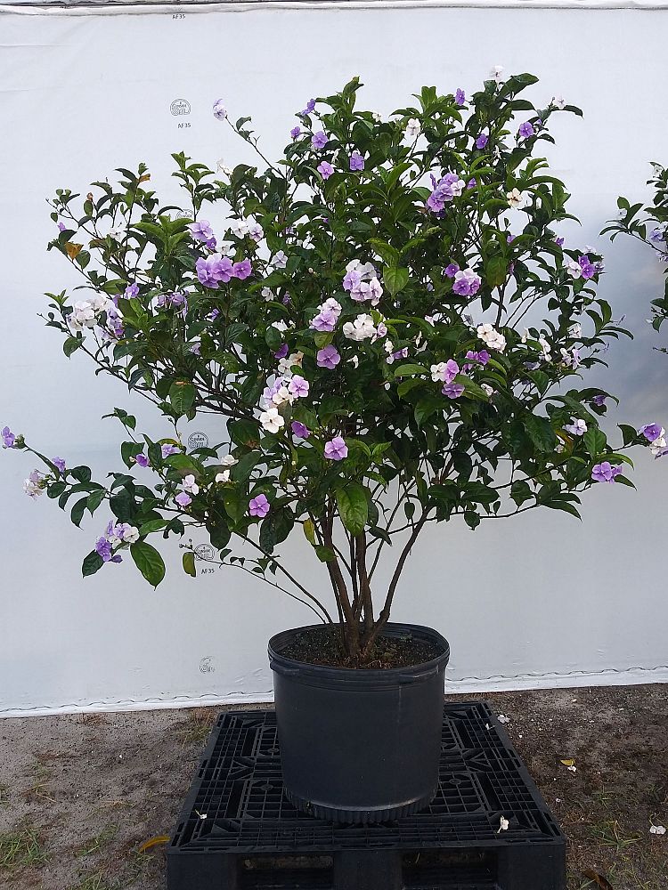 brunfelsia-grandiflora-yesterday-today-tomorrow