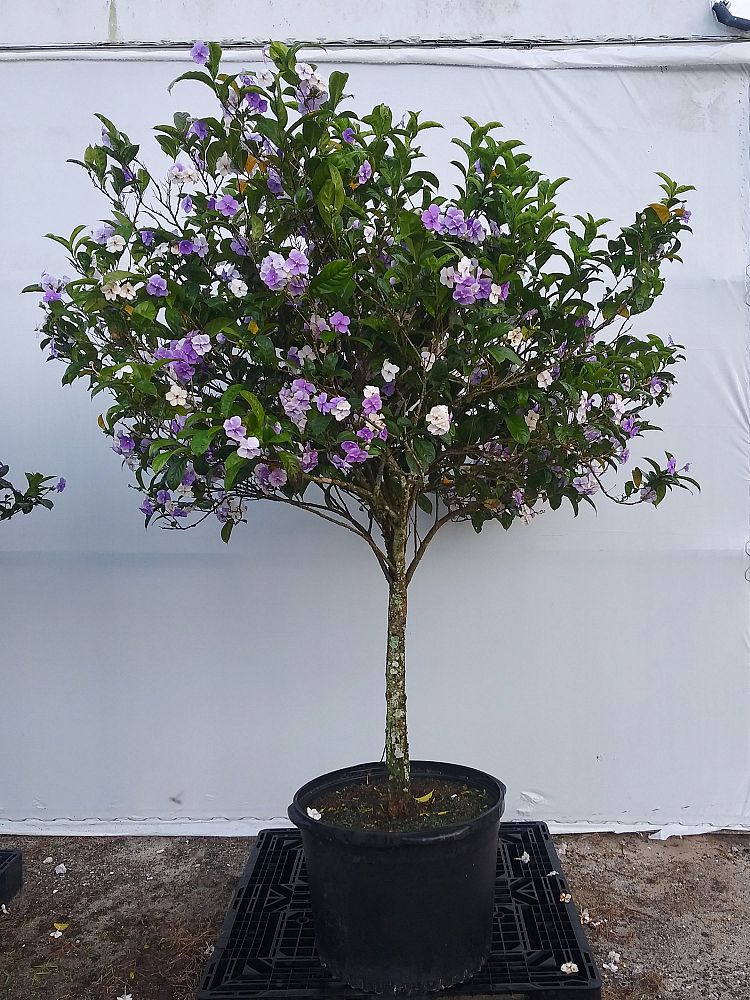 brunfelsia-grandiflora-yesterday-today-tomorrow