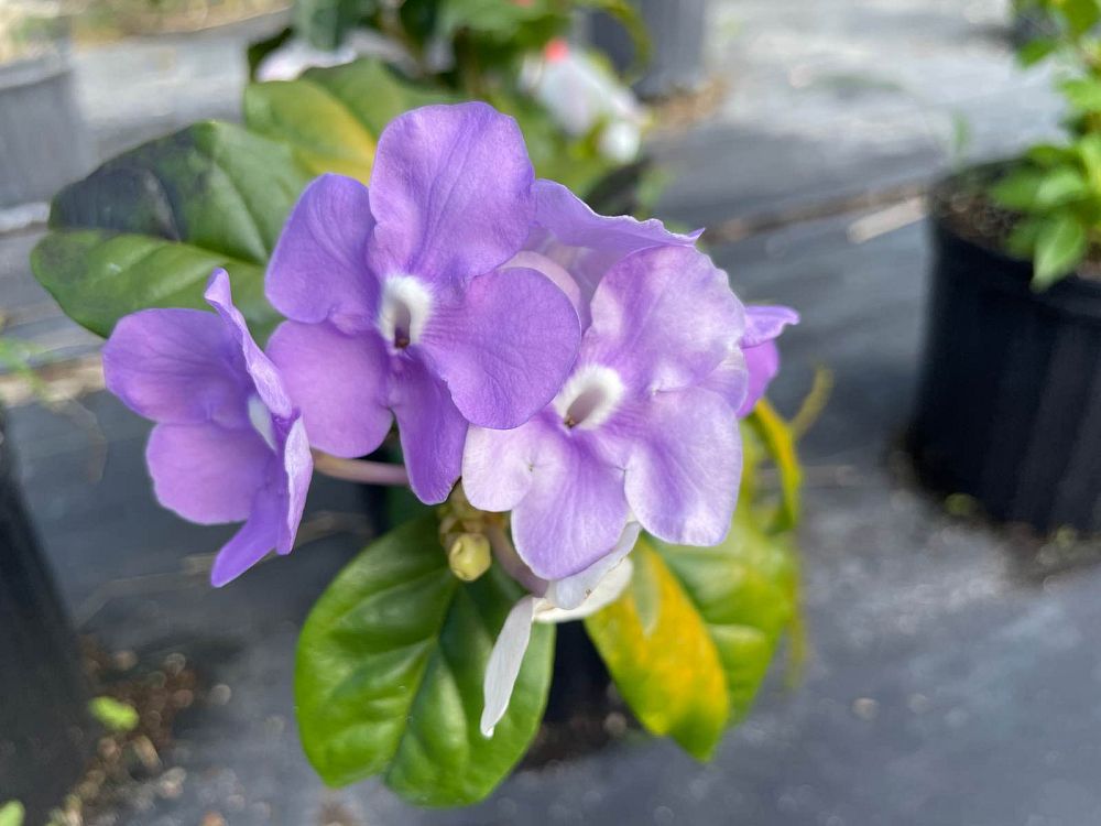 brunfelsia-grandiflora-yesterday-today-tomorrow