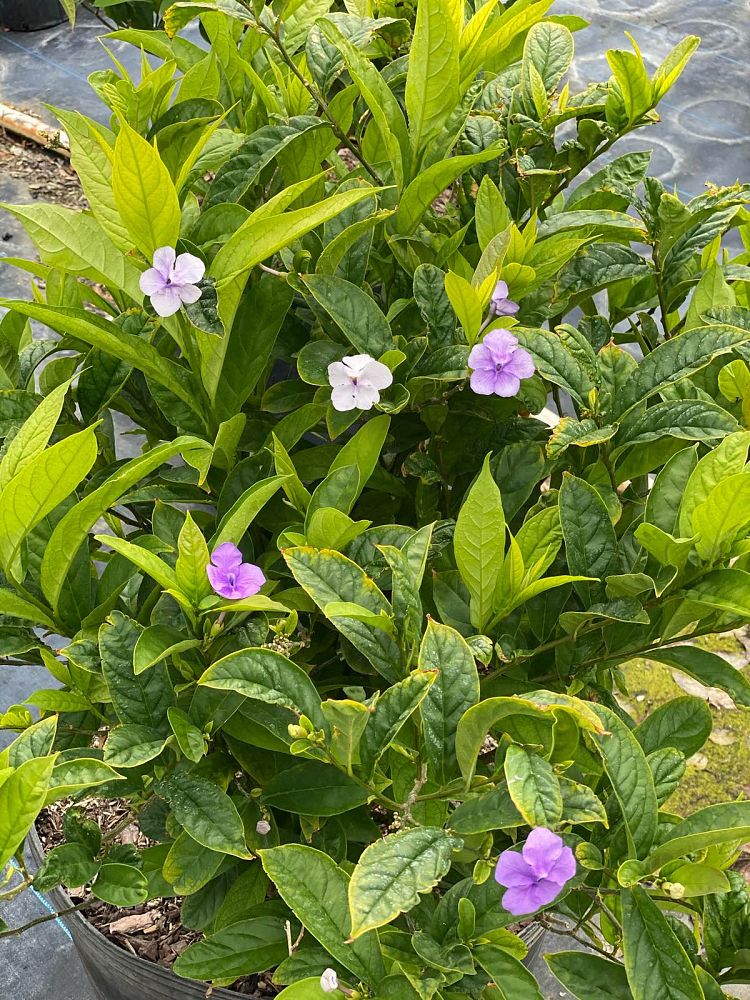brunfelsia-grandiflora-yesterday-today-tomorrow