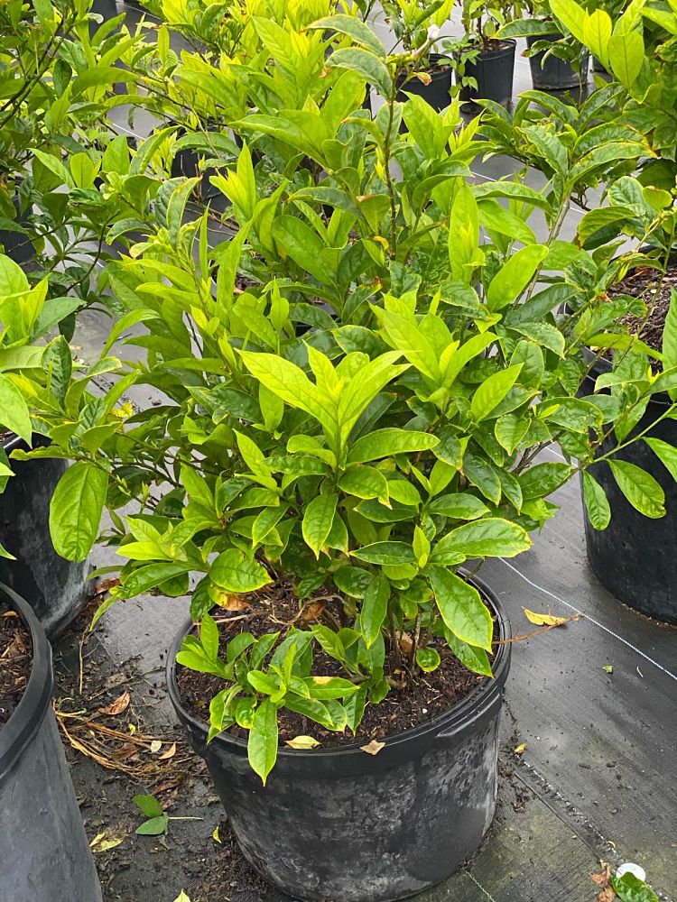 brunfelsia-grandiflora-yesterday-today-tomorrow