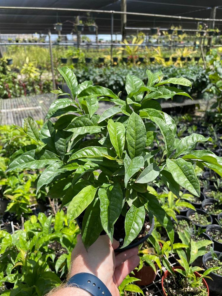 brunfelsia-grandiflora-yesterday-today-tomorrow
