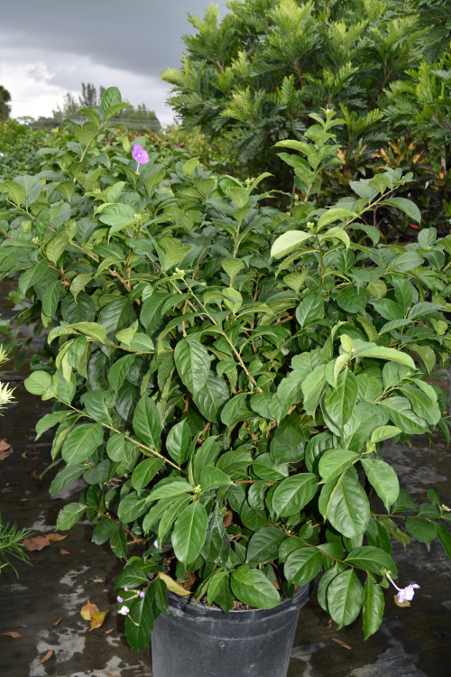 brunfelsia-grandiflora-yesterday-today-tomorrow