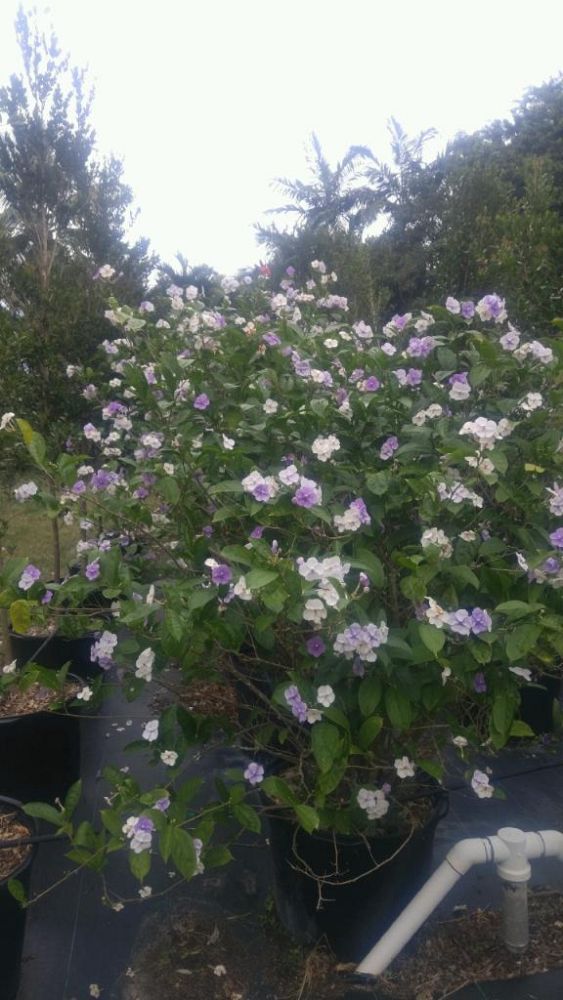 brunfelsia-grandiflora-yesterday-today-tomorrow