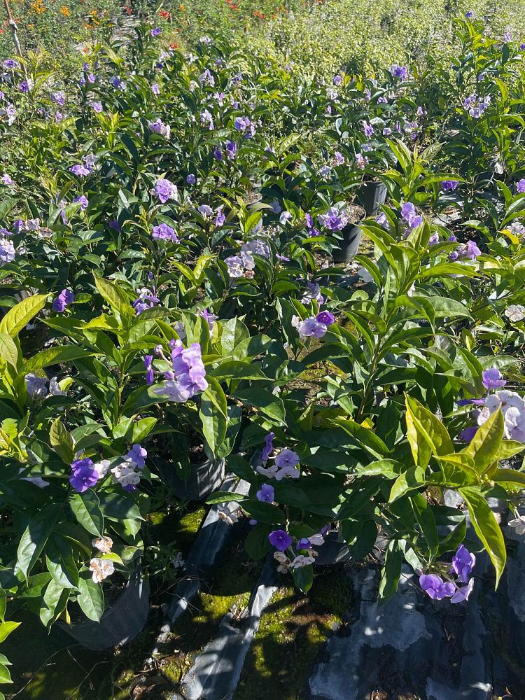 brunfelsia-grandiflora-yesterday-today-tomorrow
