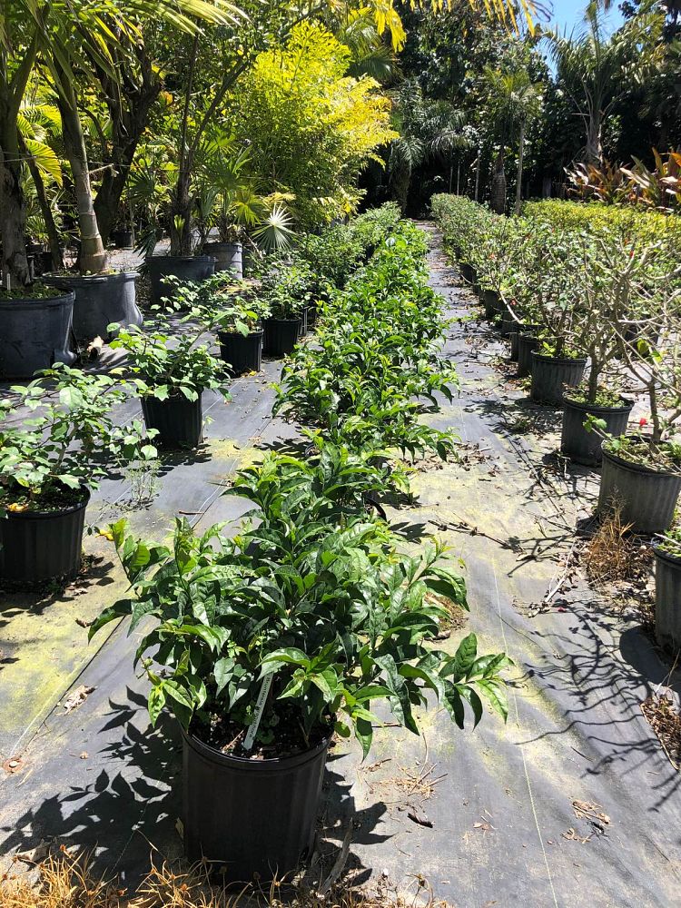 brunfelsia-grandiflora-yesterday-today-tomorrow