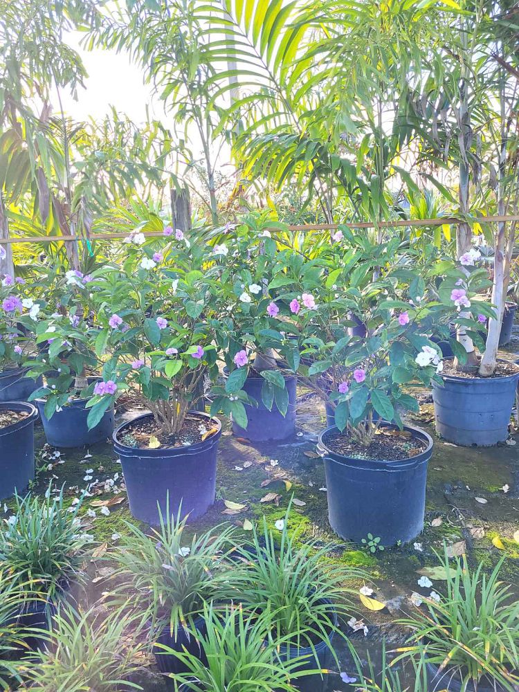brunfelsia-grandiflora-yesterday-today-tomorrow