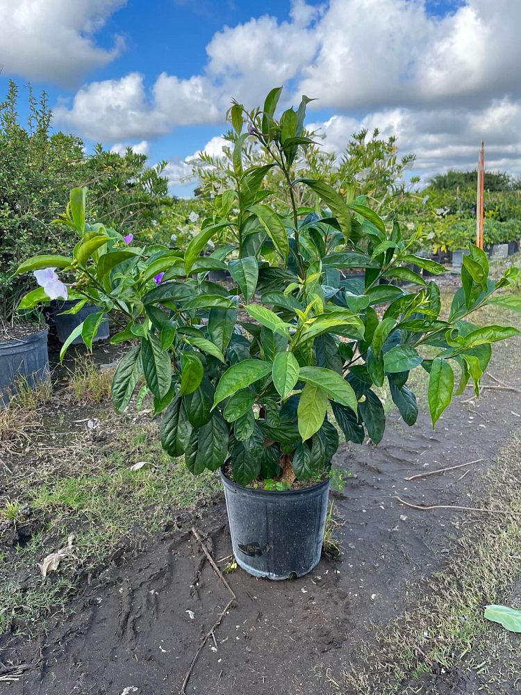 brunfelsia-grandiflora-yesterday-today-tomorrow