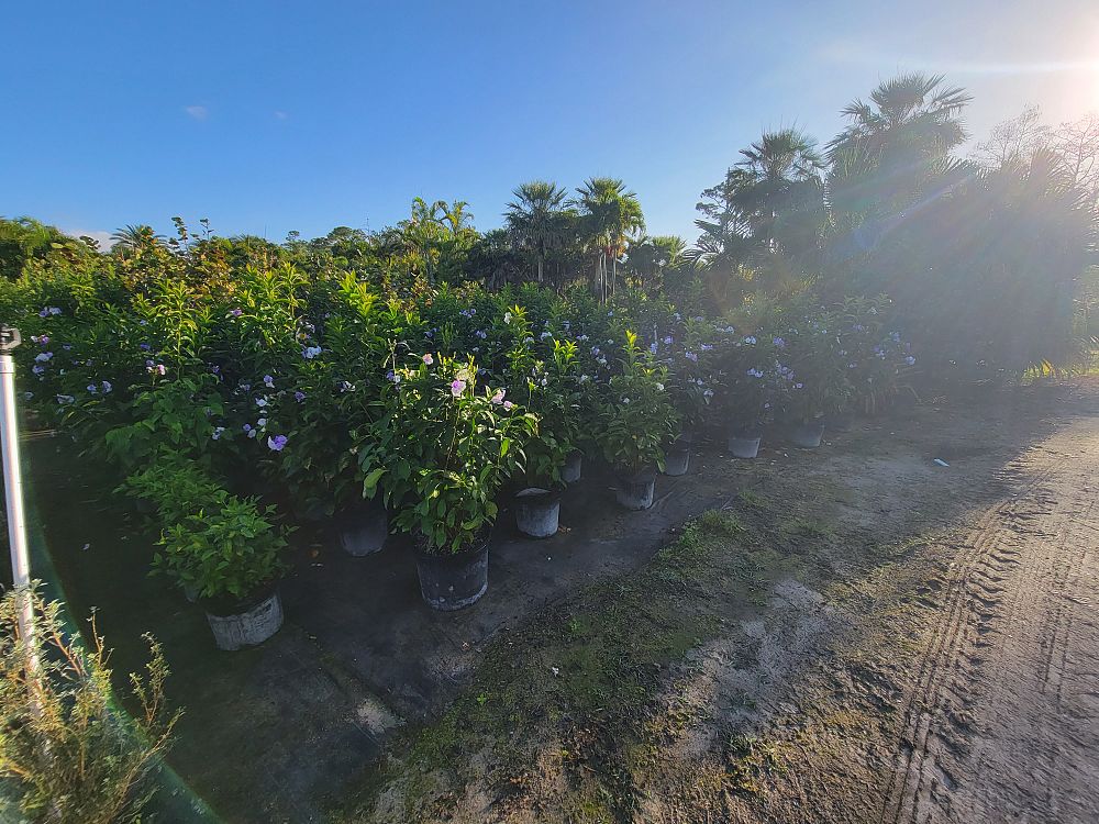 brunfelsia-grandiflora-yesterday-today-tomorrow