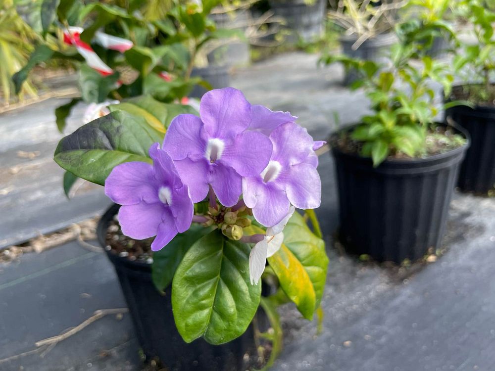 brunfelsia-grandiflora-yesterday-today-tomorrow