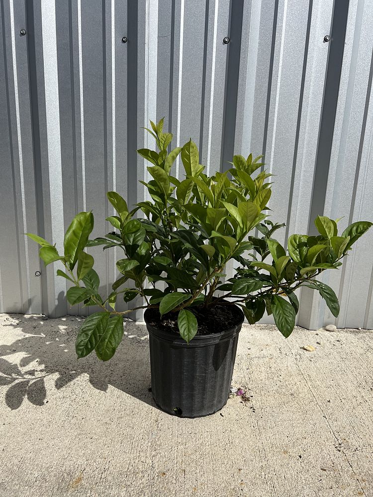 brunfelsia-grandiflora-yesterday-today-tomorrow