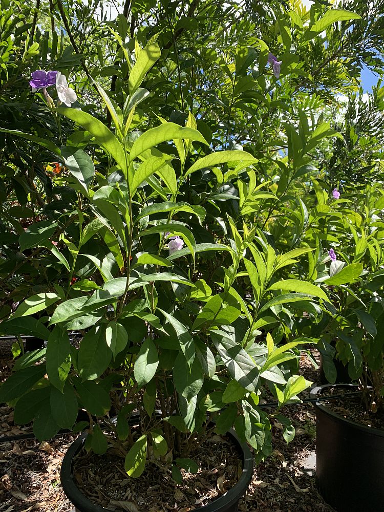 brunfelsia-grandiflora-yesterday-today-tomorrow