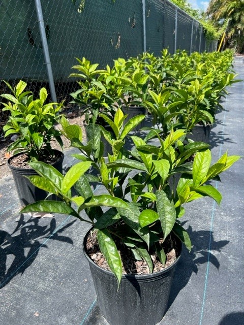 brunfelsia-grandiflora-yesterday-today-tomorrow