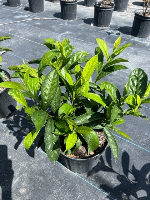 brunfelsia-grandiflora-yesterday-today-tomorrow