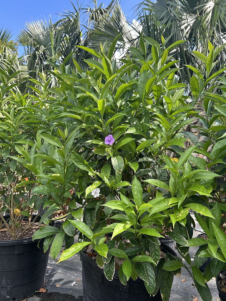 brunfelsia-grandiflora-yesterday-today-tomorrow