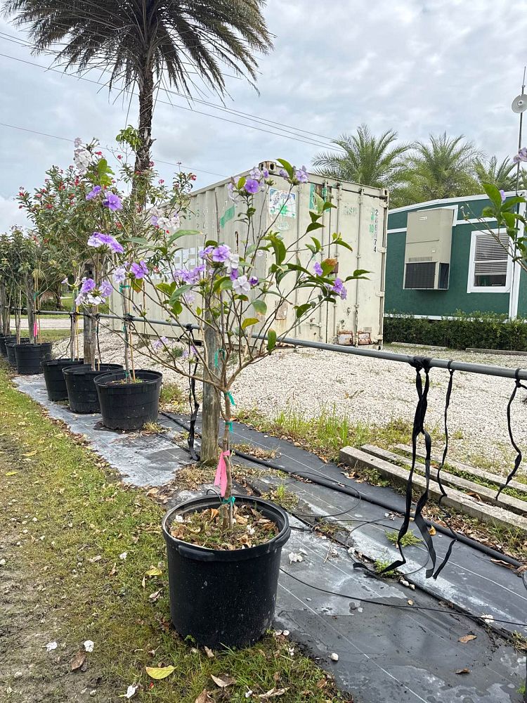 brunfelsia-grandiflora-yesterday-today-tomorrow