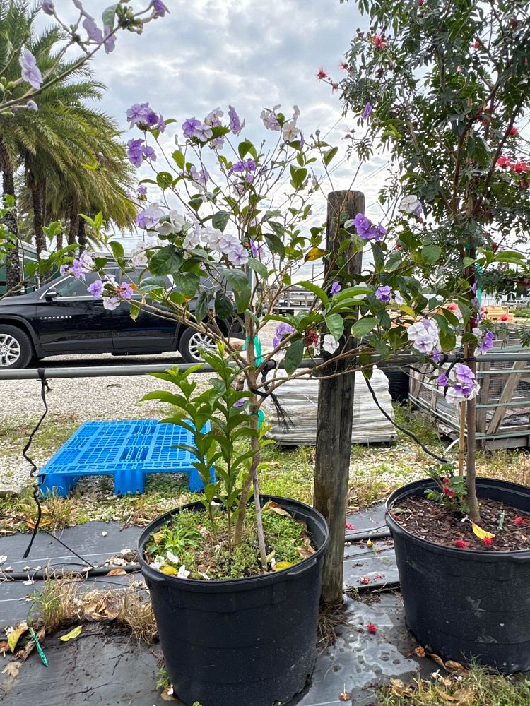 brunfelsia-grandiflora-yesterday-today-tomorrow