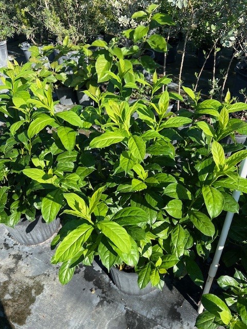 brunfelsia-grandiflora-yesterday-today-tomorrow