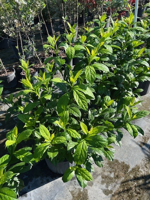 brunfelsia-grandiflora-yesterday-today-tomorrow