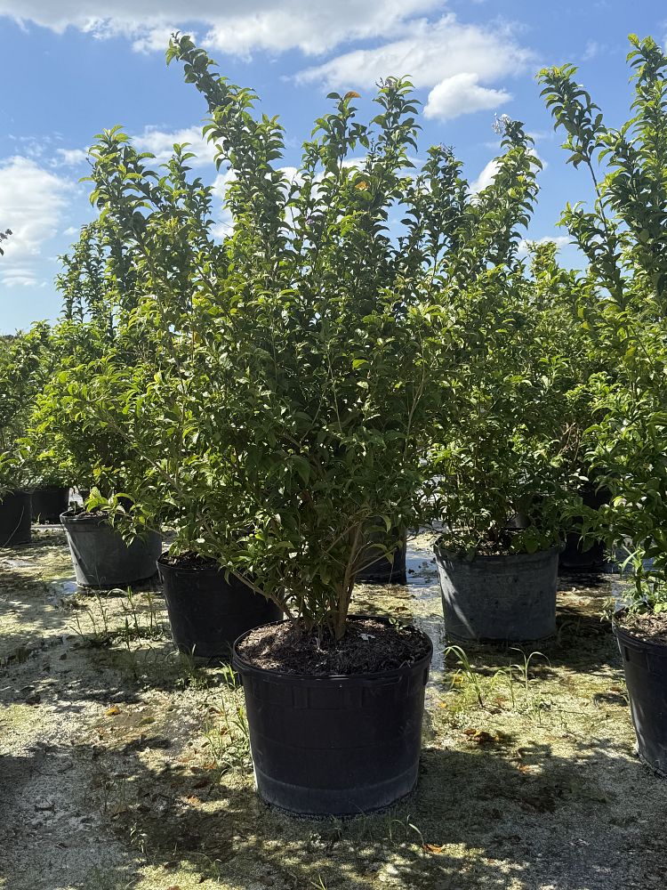 brunfelsia-grandiflora-yesterday-today-tomorrow