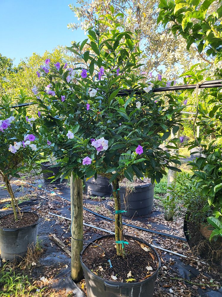 brunfelsia-grandiflora-yesterday-today-tomorrow
