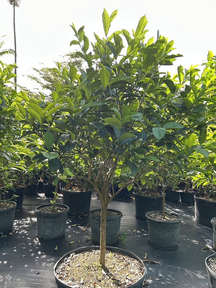 brunfelsia-grandiflora-yesterday-today-tomorrow