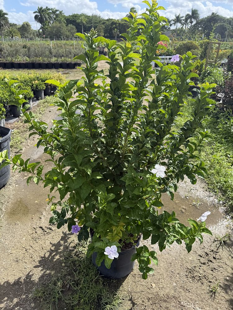 brunfelsia-grandiflora-yesterday-today-tomorrow