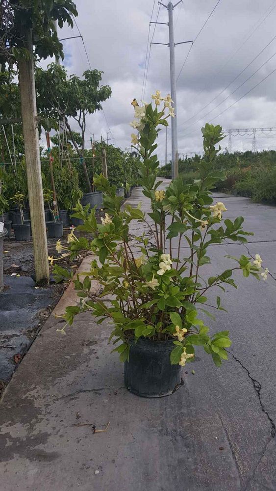 brunfelsia-isola-lady-of-hispaniola