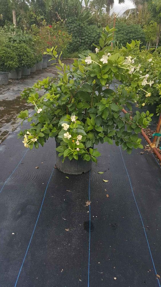 brunfelsia-isola-lady-of-hispaniola