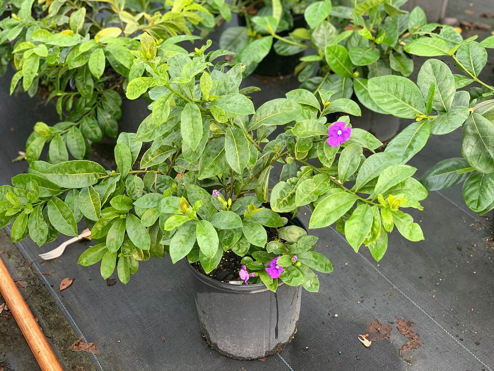 brunfelsia-jim-s-giant