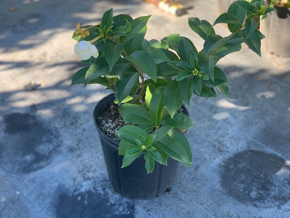 brunfelsia-lactea-princess-of-the-night