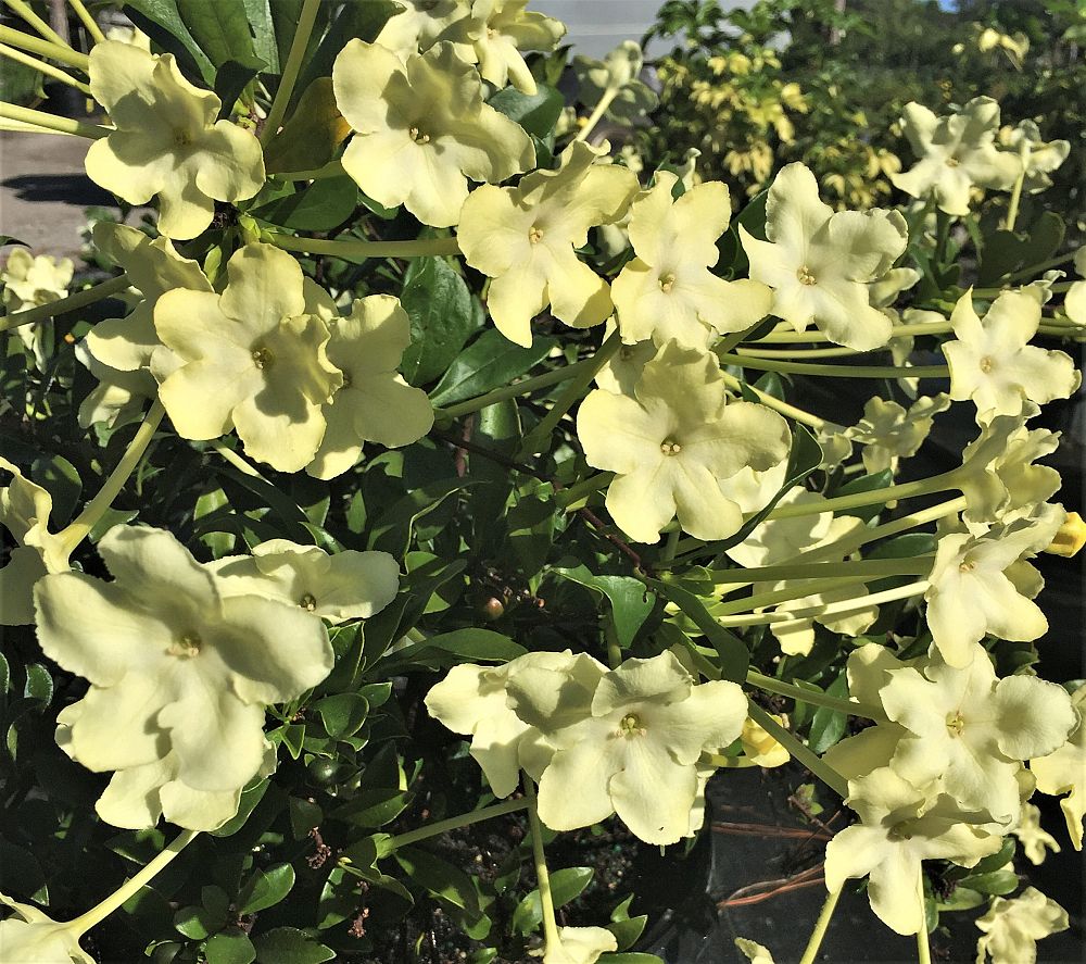 brunfelsia-lactea-princess-of-the-night