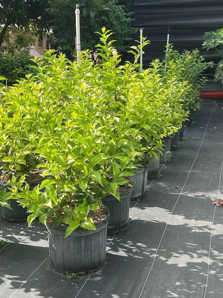 brunfelsia-lactea-princess-of-the-night
